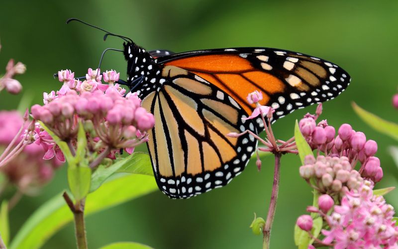 Monarch Butterfly