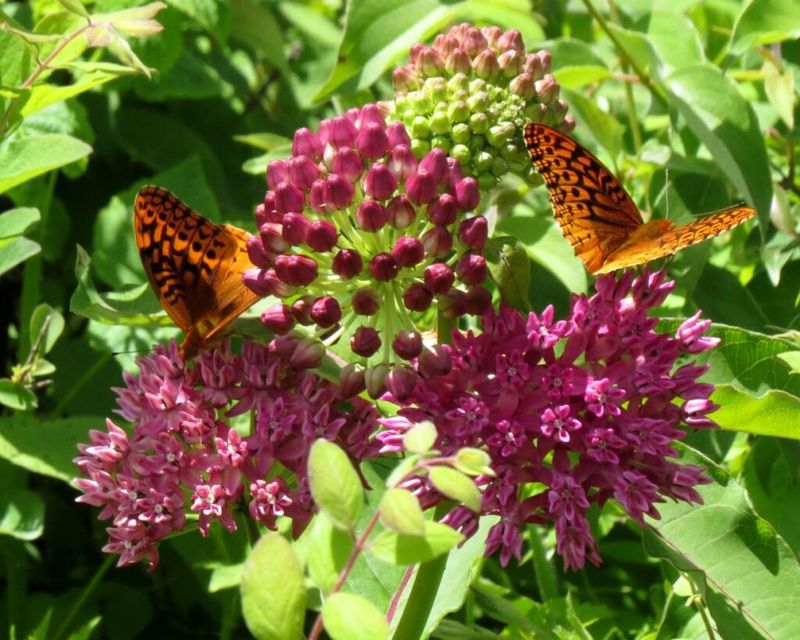 Purple Milkweed (Asclepias Purpurascens)