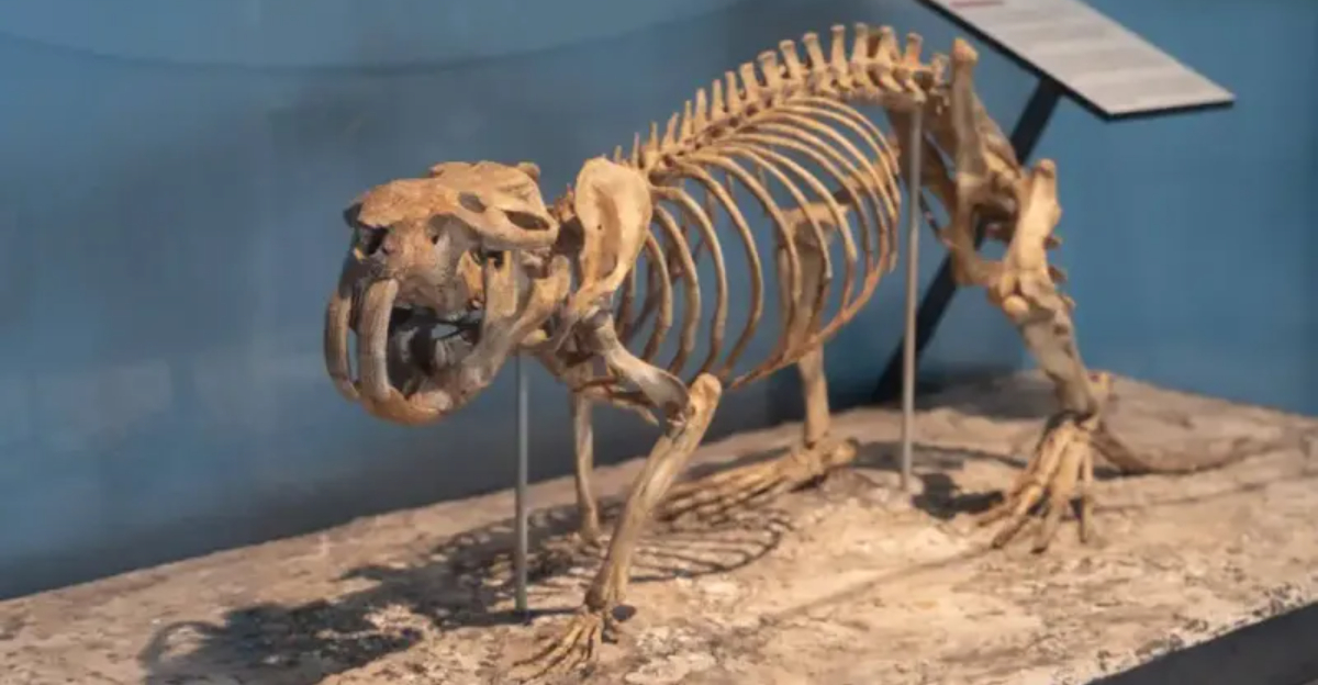 Why Ancient Beaver Bones Were Found In A Desert