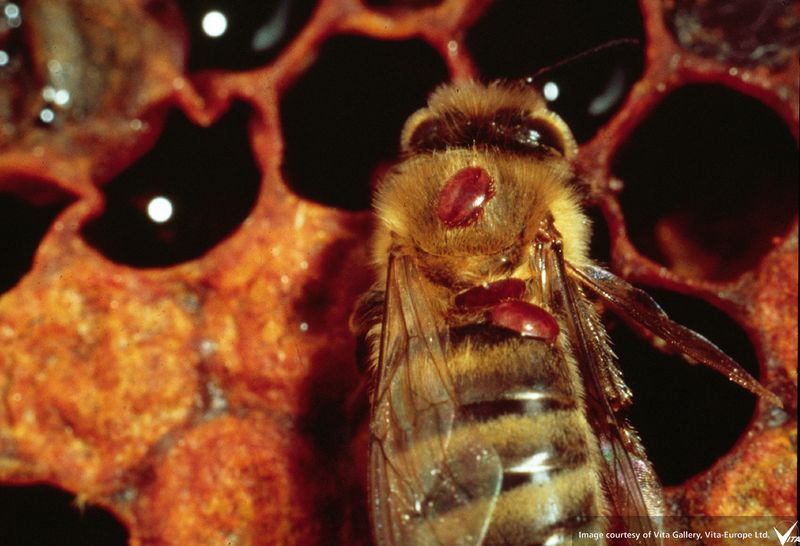 Varroa Mite Infestations