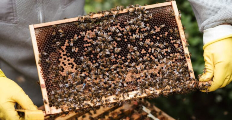 Why Beekeepers Face A Catastrophe With Hive Losses Reaching 70 Percent Nationwide