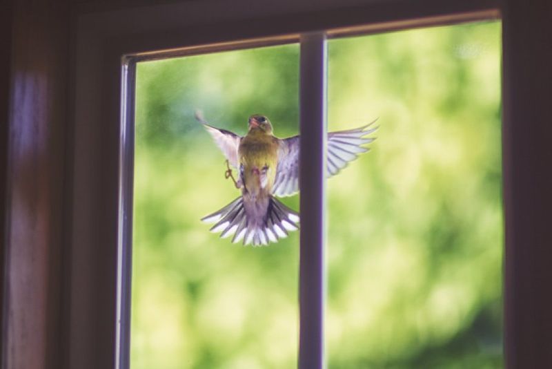 How Reflections And Transparency Put Birds At Risk