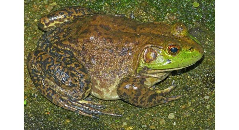 How Bullfrogs Are Spreading Globally