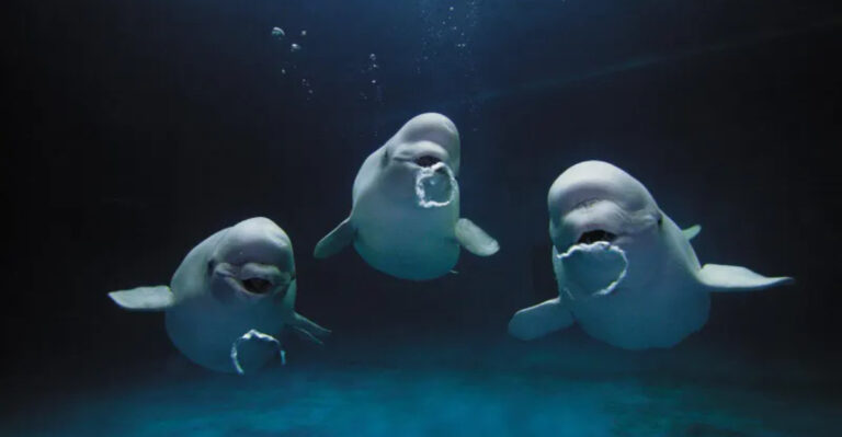 Why Do Beluga Whales Blow Bubbles?