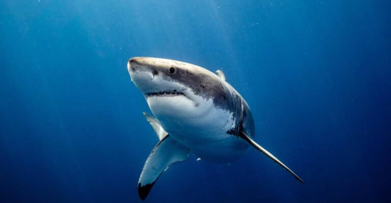 Why Do Great White Sharks Have White Bellies? The Answer Might Surprise You