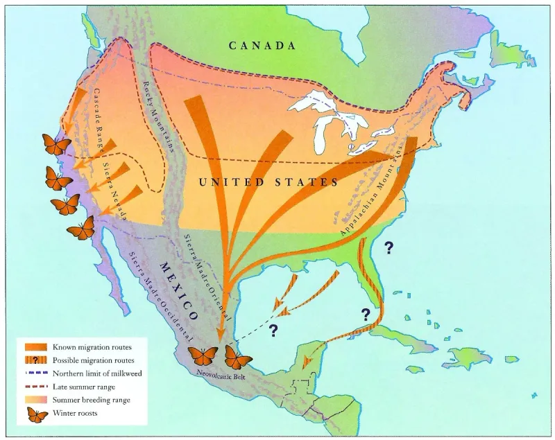 Monarch Migration Route
