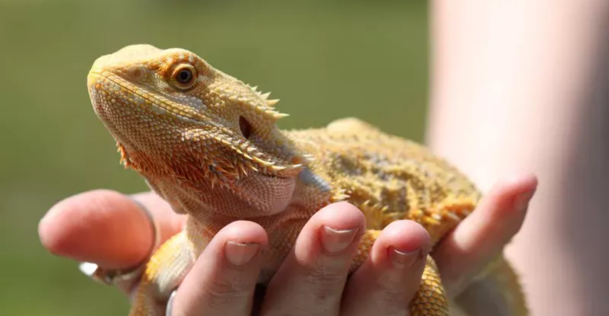 Why Exotic Pets Like Bearded Dragons And Fennec Foxes Are Trending In The U.S.