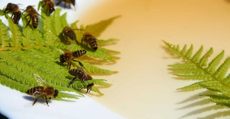 Why Feeding Sugar Water To Bees Could Actually Do More Harm Than Good