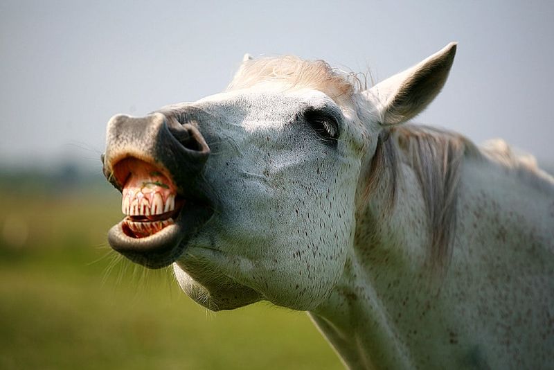 The Most Common Facial Clues Horses Give Off