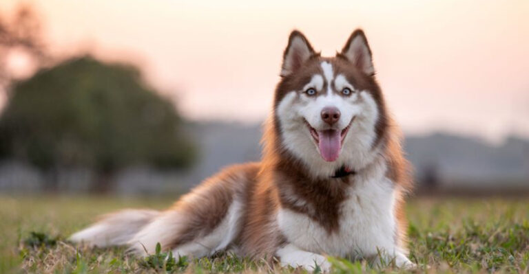 Why Huskies Are Gaining Unlikely Popularity In California Right Now