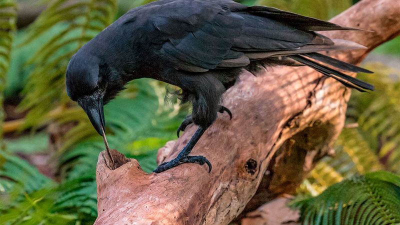 Tool Use Isn't Just For Primates