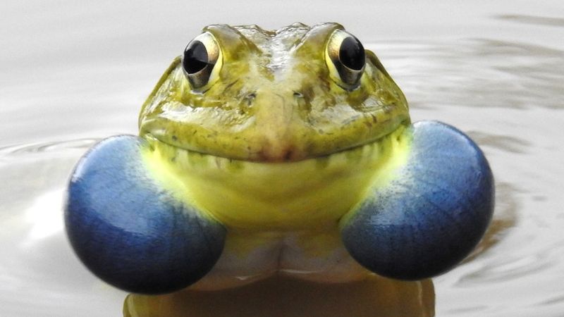 Male Frogs Use Vocal Sacs To Make Loud Mating Calls