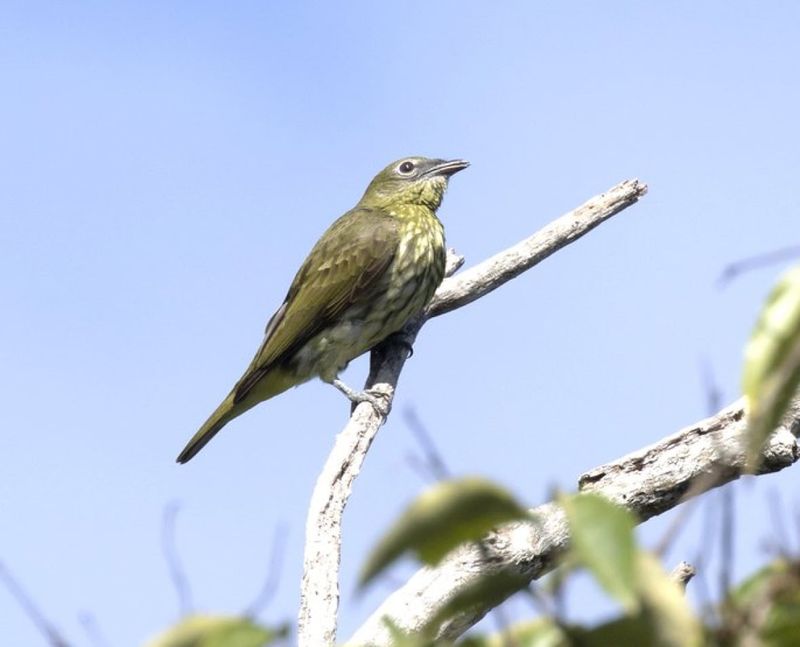 The Surprising Risks To Female Bellbirds