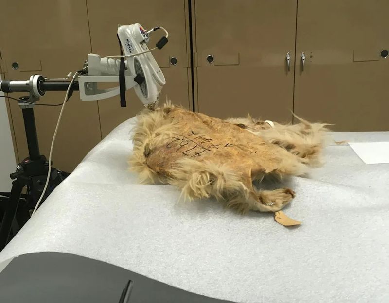 This Extinct Dog Was Essential To Indigenous Survival