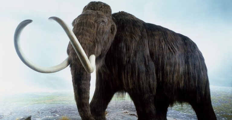 Research Reveals Why North America’s Majestic Mammals Vanished 50,000 Years Ago