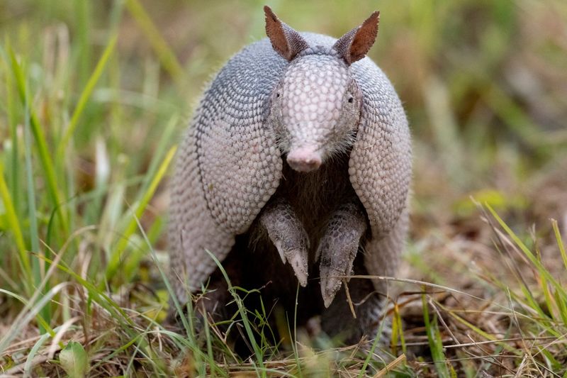 How Fast Are Armadillos Expanding Their Range?