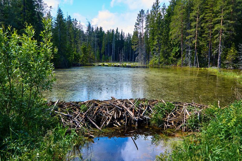 Beavers Build Natural Dams That Slow Water Flow