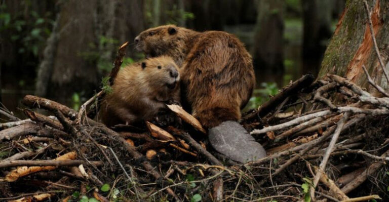 Why Scientists Are Reintroducing Beavers To Save Rivers