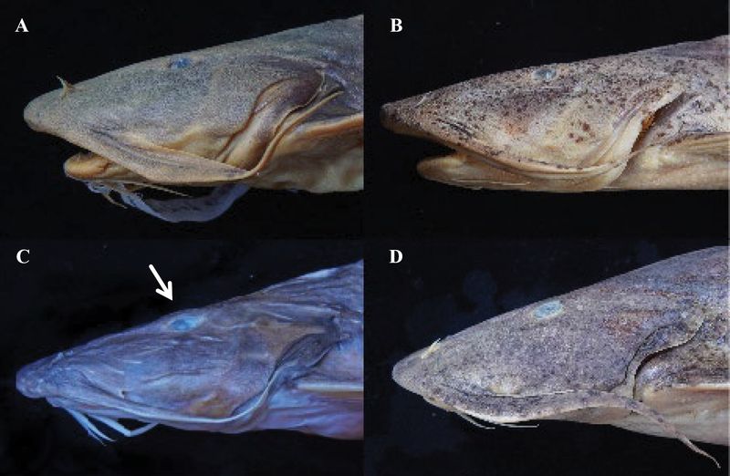 What Makes This New Species Different From Its Cousins