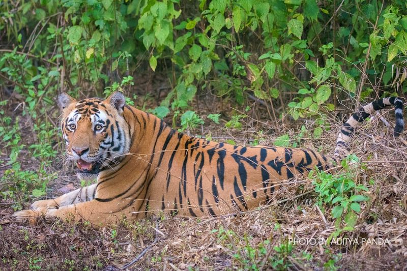 Tracking The Success Of Tiger Conservation In Similipal Reserve