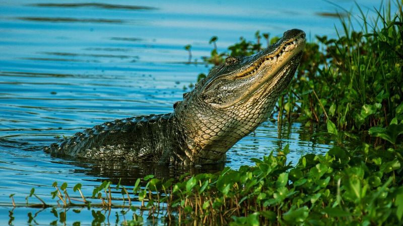 What Crocodilians Can Teach Us About Resilience In The Natural World