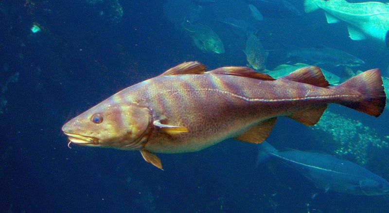 The Role Of Climate Change In Shaping Cod Growth Rates