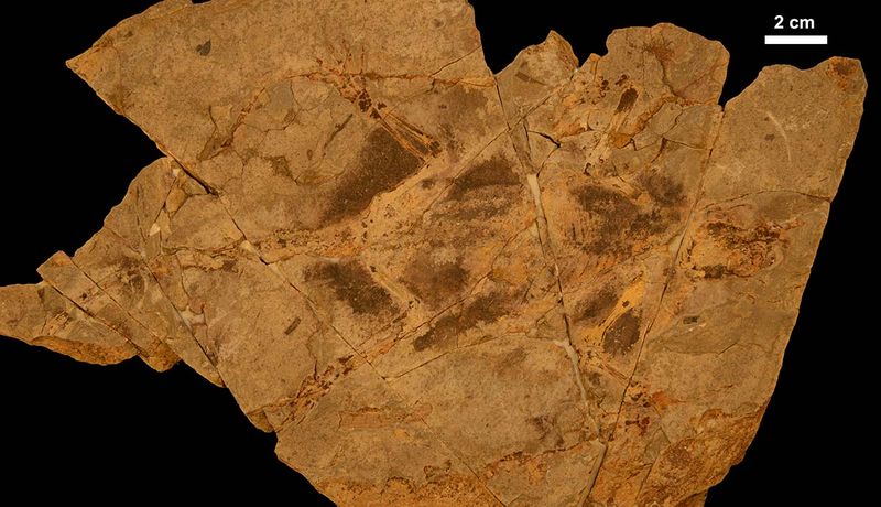 Fossil Evidence That Supports Dark Fur Adaptation