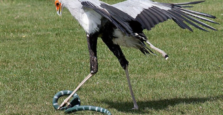 Why Snakes Don’t Stand A Chance Against The Mighty Secretary Bird
