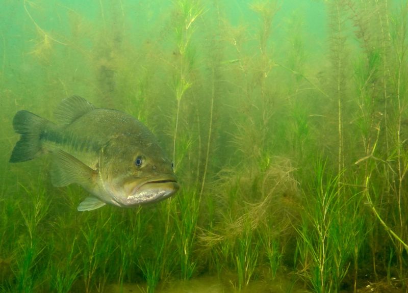 Abundant Food, Bigger Fish