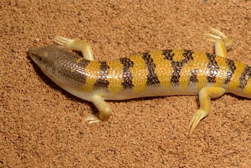 Undulatory Locomotion Beneath The Surface