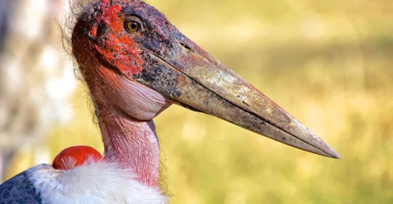 Why The Marabou Stork Is Both Feared And Fascinating