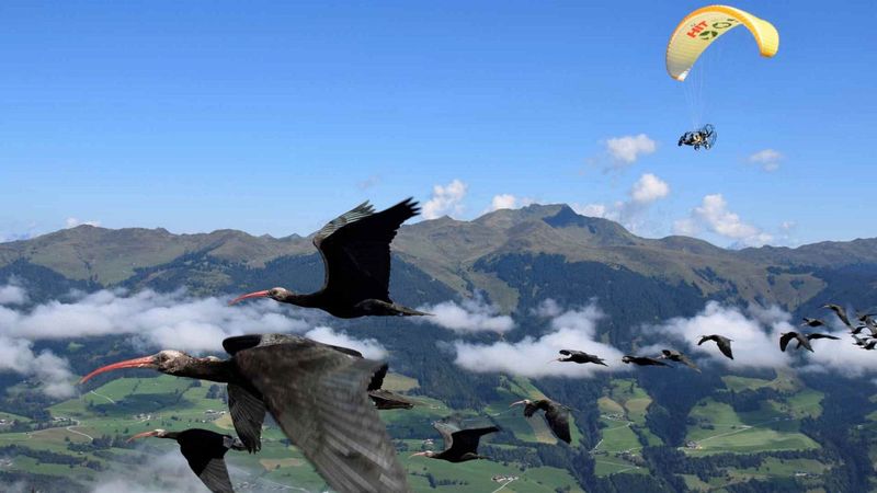 Reintroduction Flights Teach Young Birds Ancient Routes