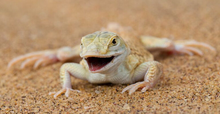Why The Shovel-Snouted Lizard Is One Of The Desert’s Most Resilient Creatures