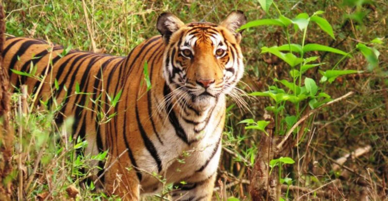 Why Are There No Tigers, Bears, Alligators, And Jaguars In Africa?