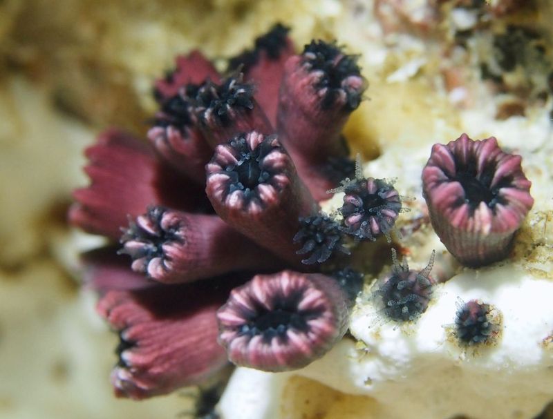 Rhizopsammia Wellingtoni's Rediscovery And Coral Conservation