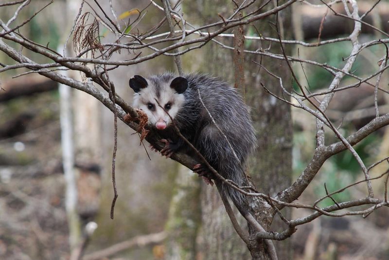 How The Discovery Sheds Light On Early Mammal Adaptation