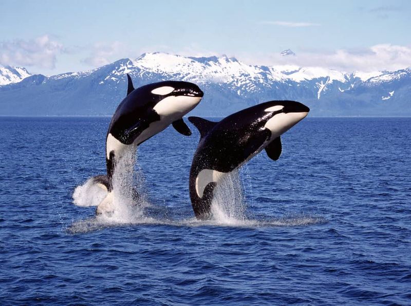How Orcas Use Their Flippers To 