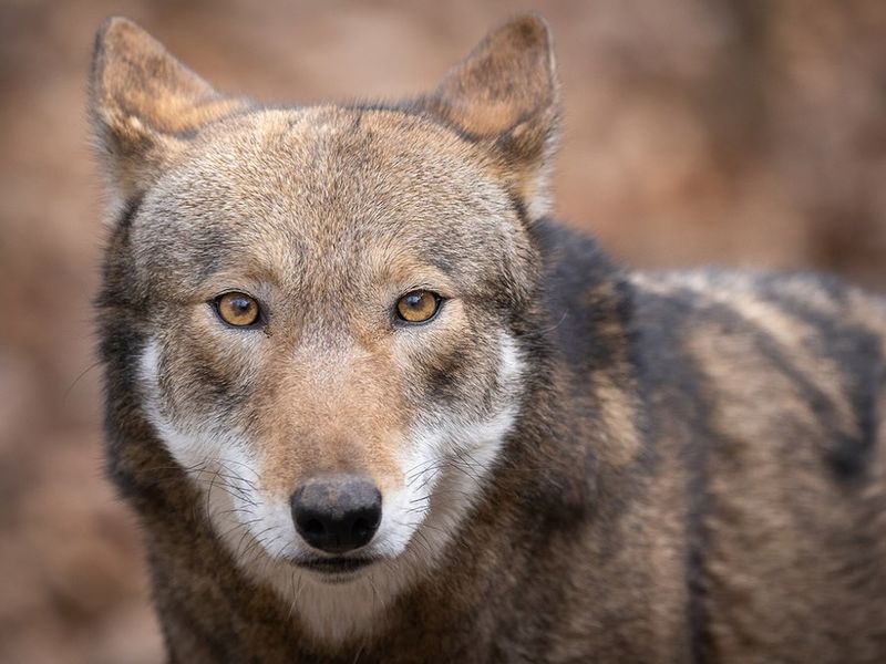 Meet The Elusive Red Wolf