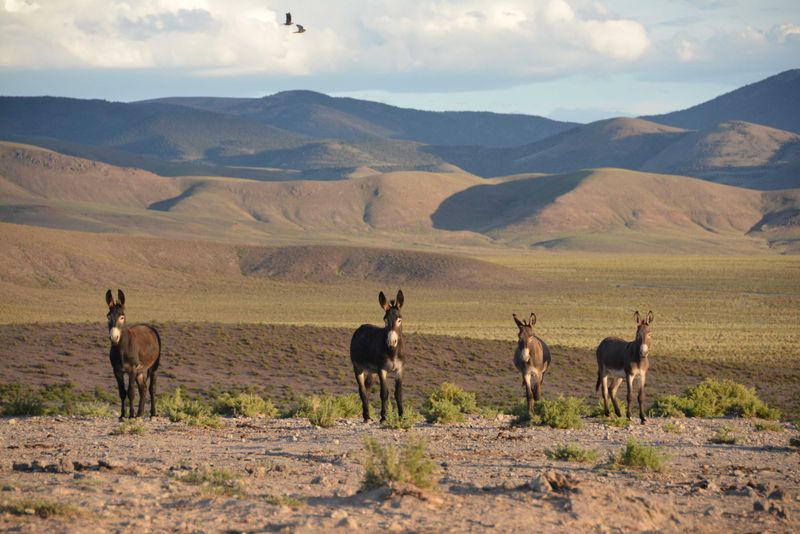 Not Just Feral: A Complex Wild Identity