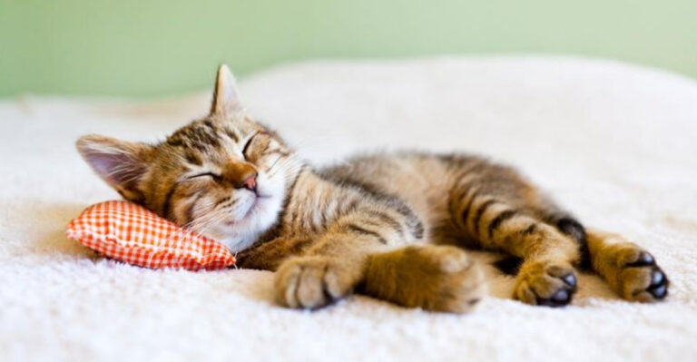Why Your Cat Loves Sleeping On Its Left Side