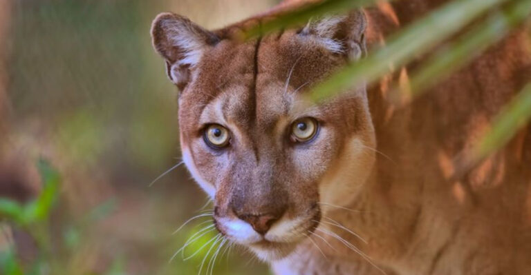 This One U.S. State Is Fighting To Save Its Last Remaining Wild Big Cats