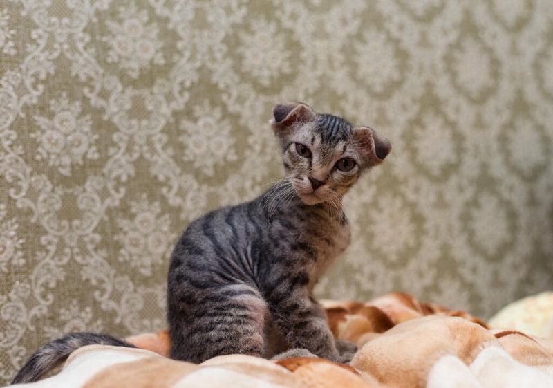 Butterfly-Eared Ukrainian Levkoy