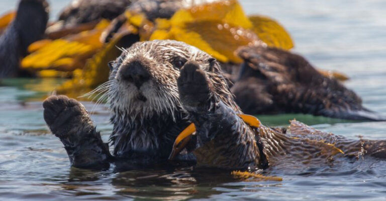 Wild Sea Otters Are Making A Big Comeback In California