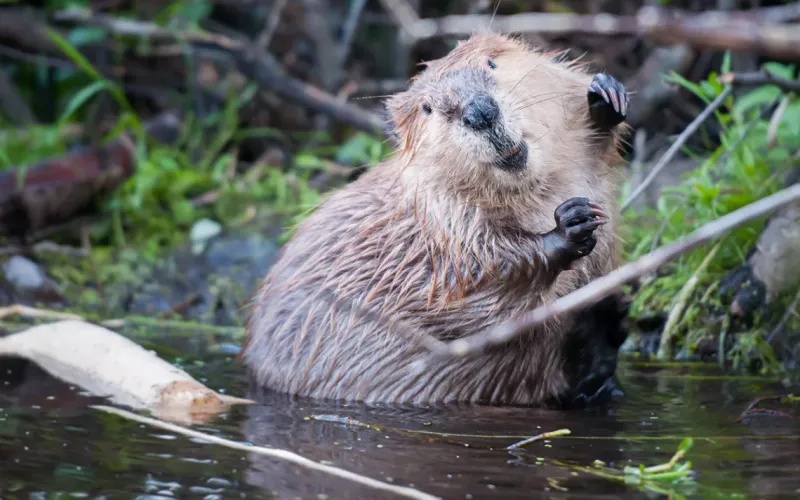 Nature's Firefighters: Beavers Help Reduce Wildfire Risk