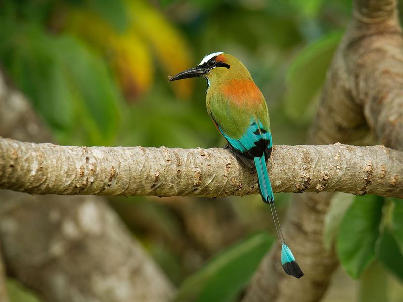 Turquoise-Browed Motmot: The Pendulum Bird