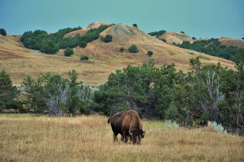 Badlands National Park: Ancient Giants On Ancient Lands