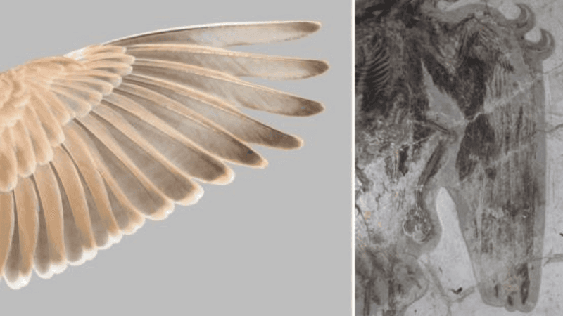 Feather Patterns Reveal Flying Style