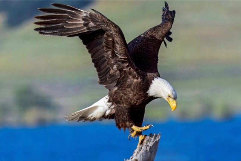 Shasta Lake And The Sacramento River Are Prime Eagle-Watching Spots