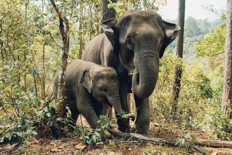 Researchers Tracked Mammal Diversity In Forests With And Without Elephants