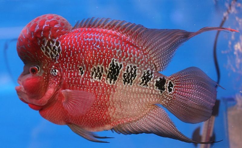 Flowerhorn Cichlid – Beautiful But Brutal